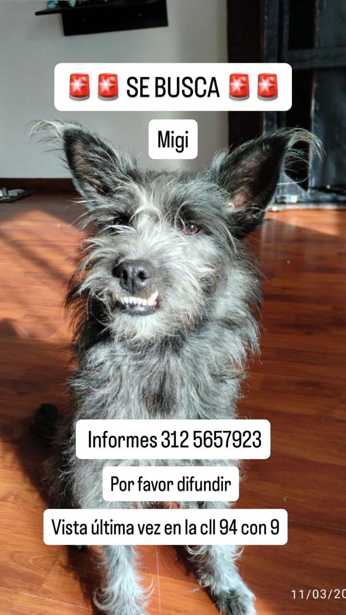 Pykros's tweet photo. Esta perrita se escapó de su collar y salió corriendo ayer de una revisión veterinaria. Está sin identificación. Por favor ayudar a difundir. Bogotá. https://t.co/PYvOj36avh