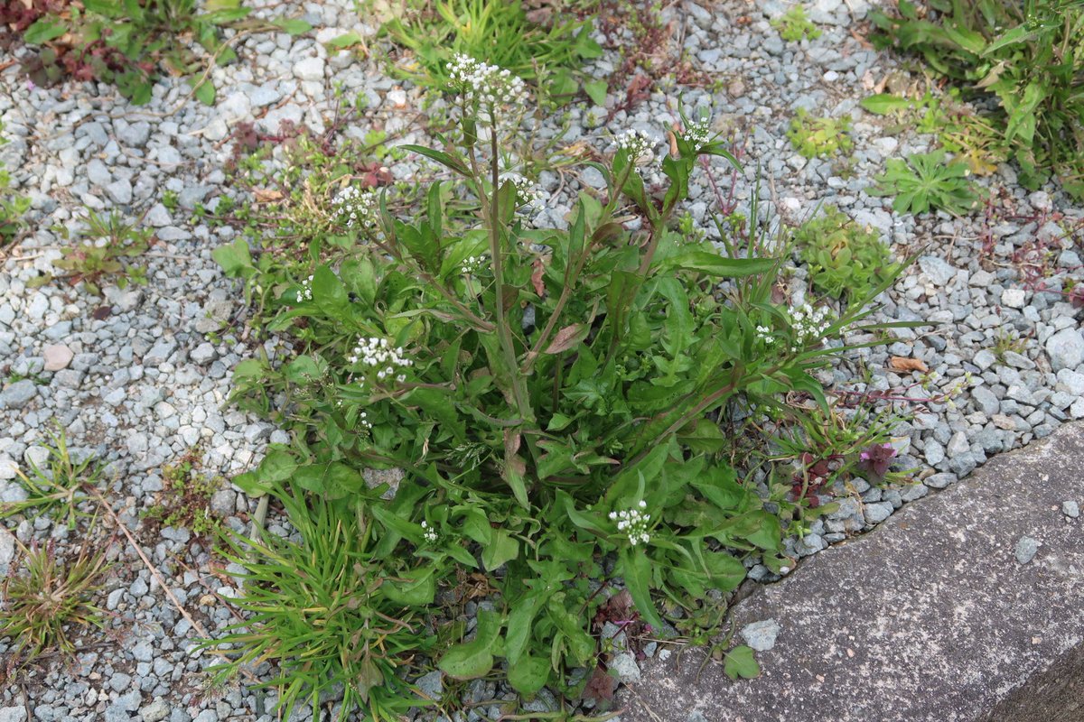 後　降裏夫 tweet media