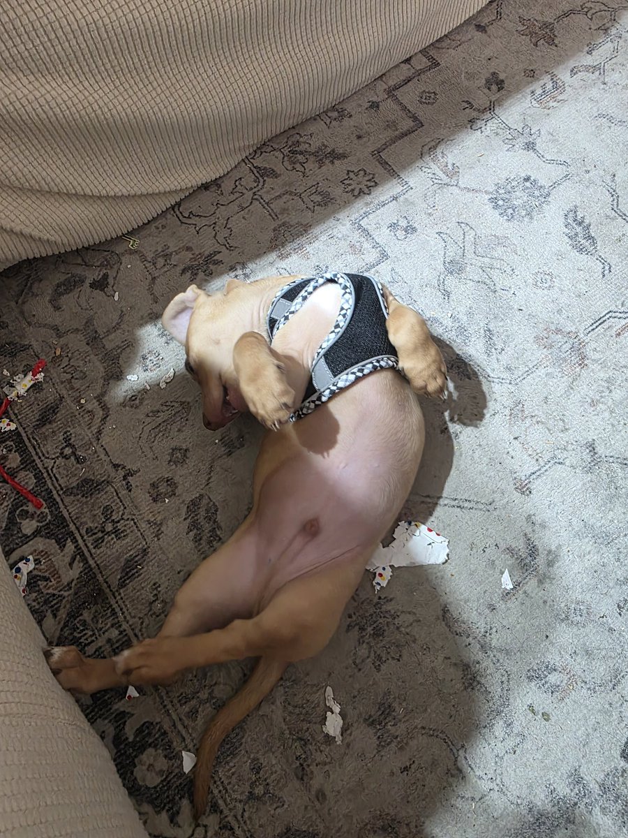 Joellen Ammann tweet media