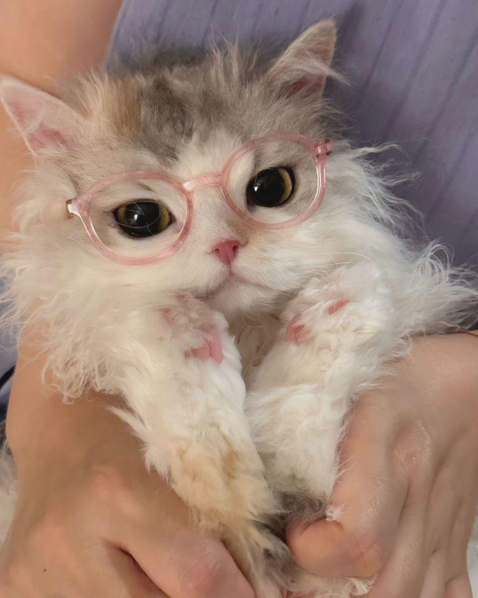 only cute things tweet media