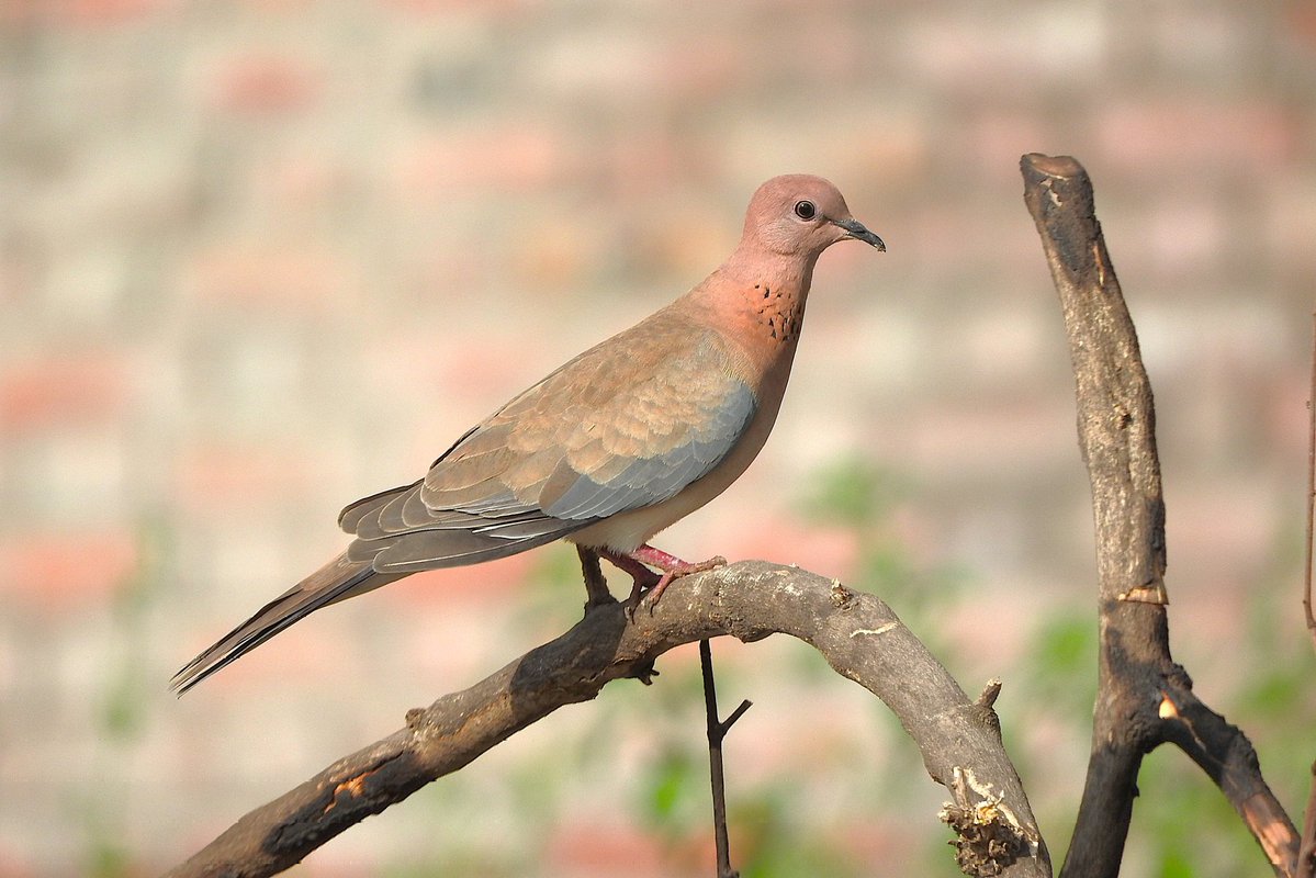 birdbot 𓅪 tweet media