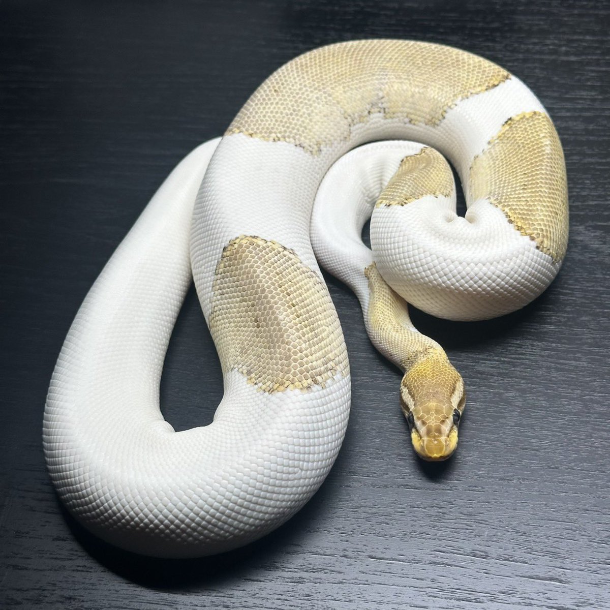 Yellow Benjamin tweet media