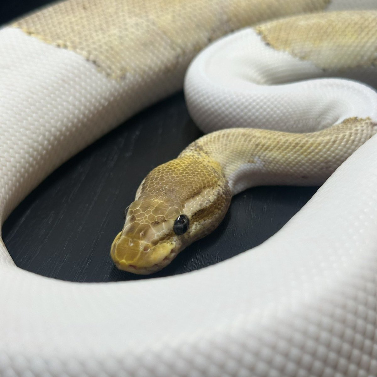 Yellow Benjamin tweet media