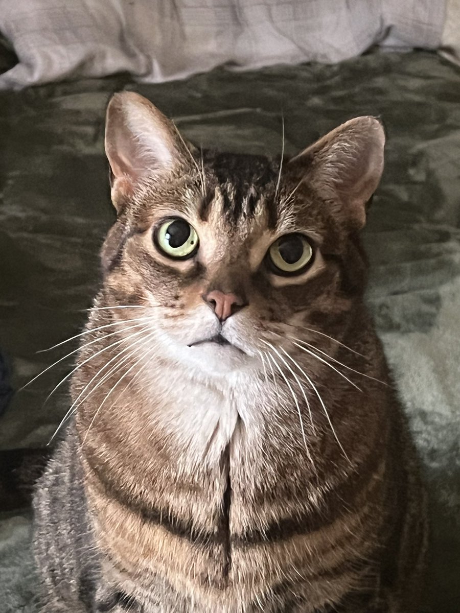 torementer tweet media