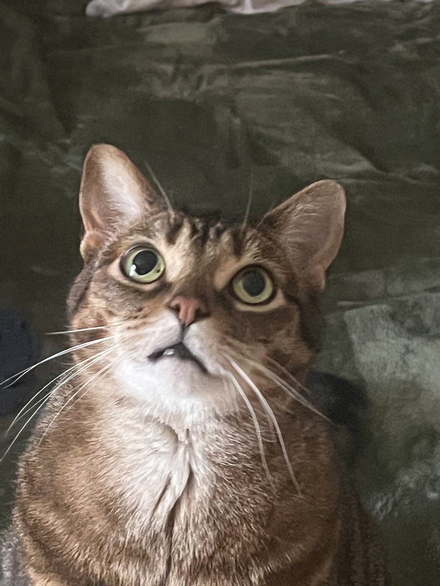 torementer tweet media