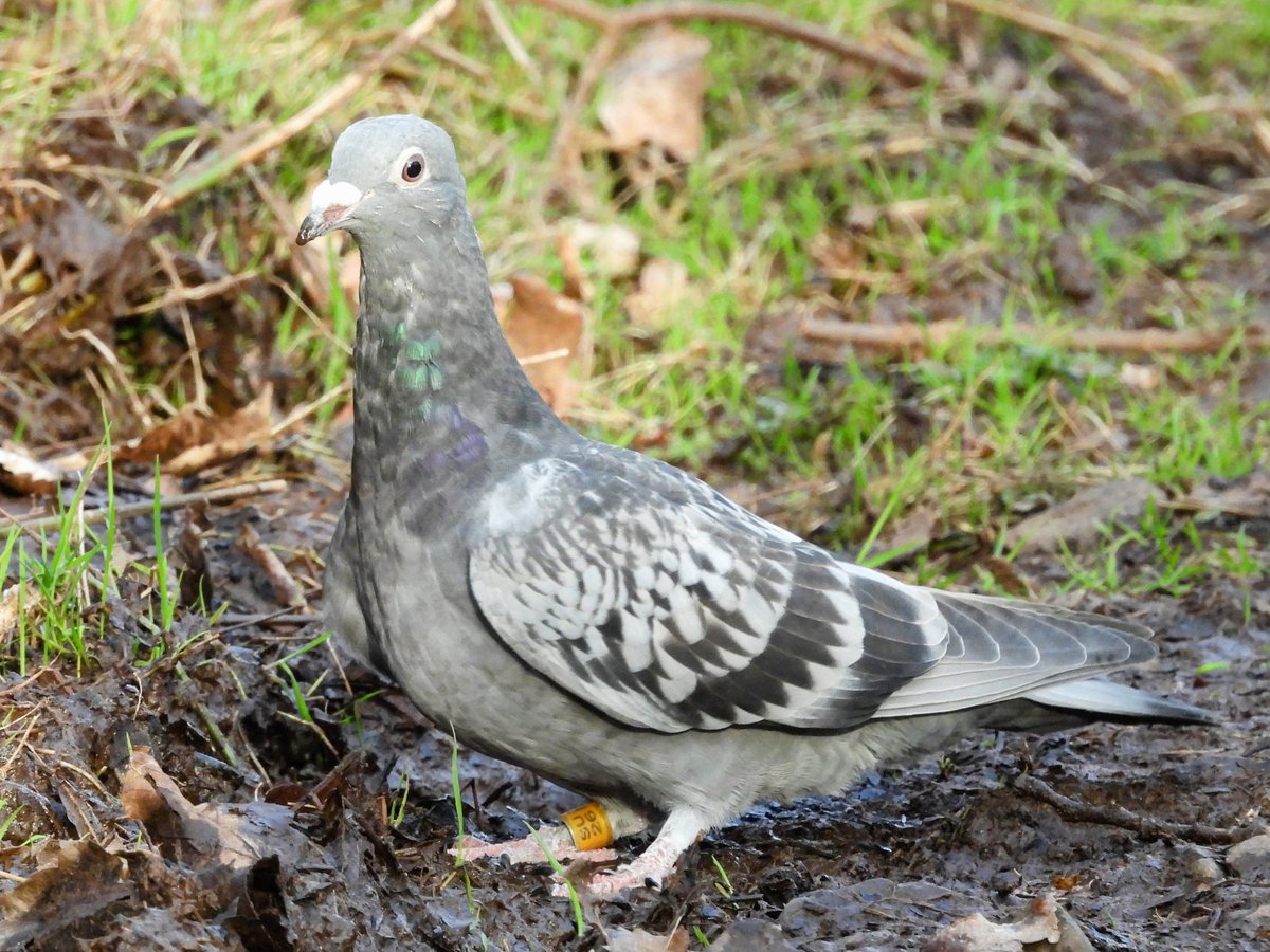 Ellie 🌲🌼🦜 tweet media