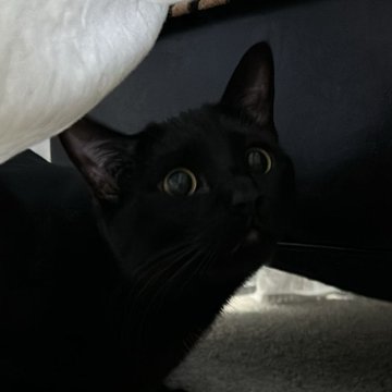 Ati Cosmos tweet media