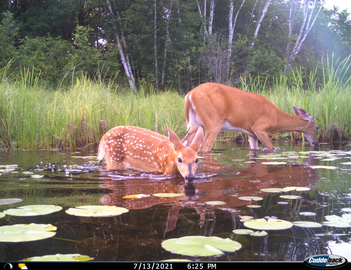 trailcam tweet media