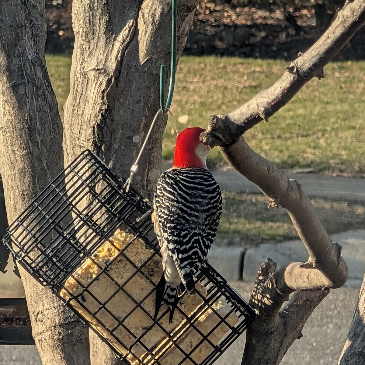 bobo denkirk tweet media