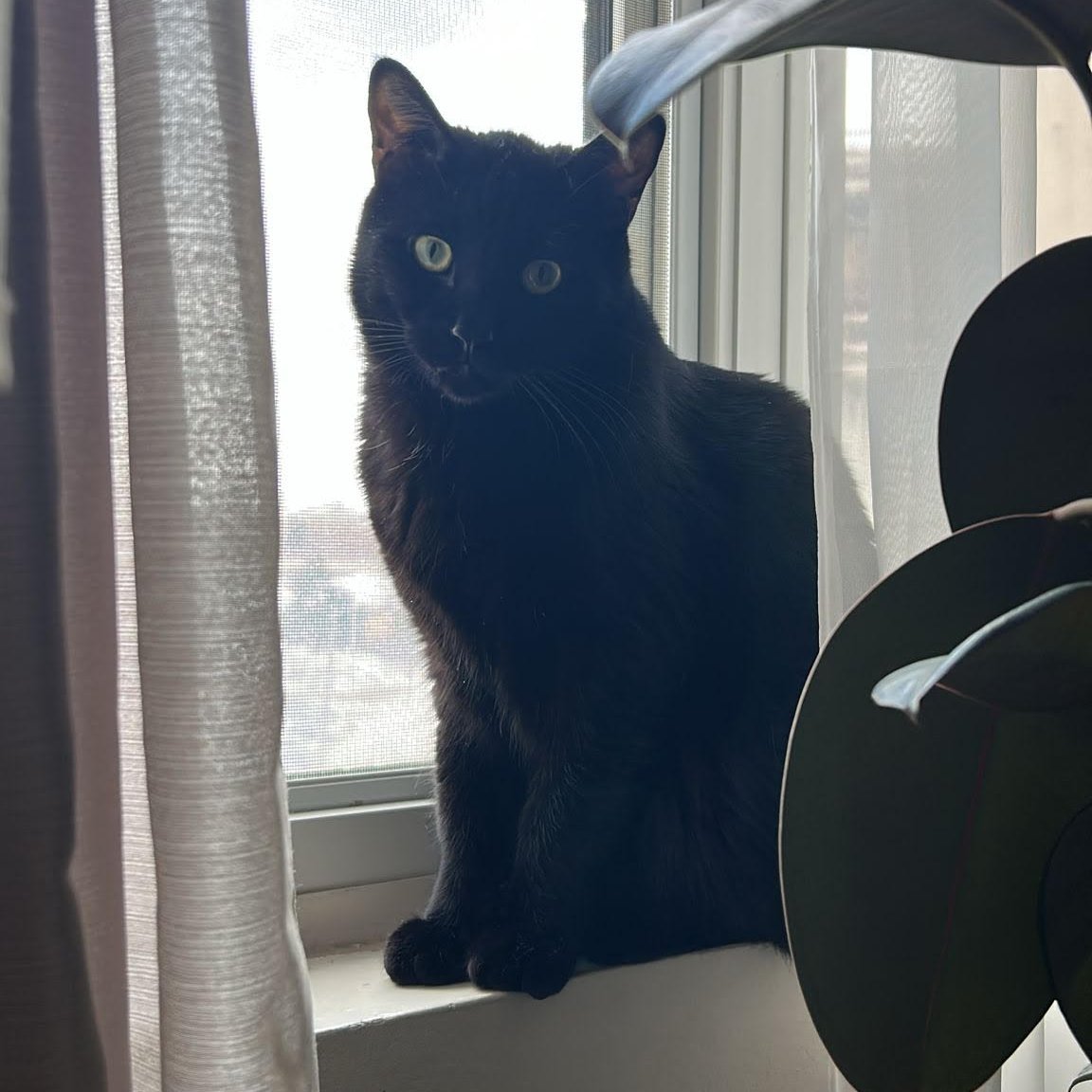 Ati Cosmos tweet media