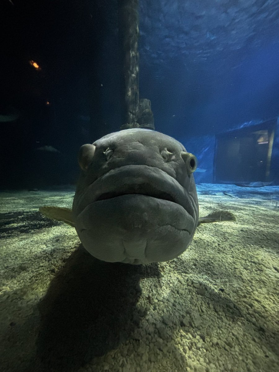 x - Rowan K9Dragon tweet media