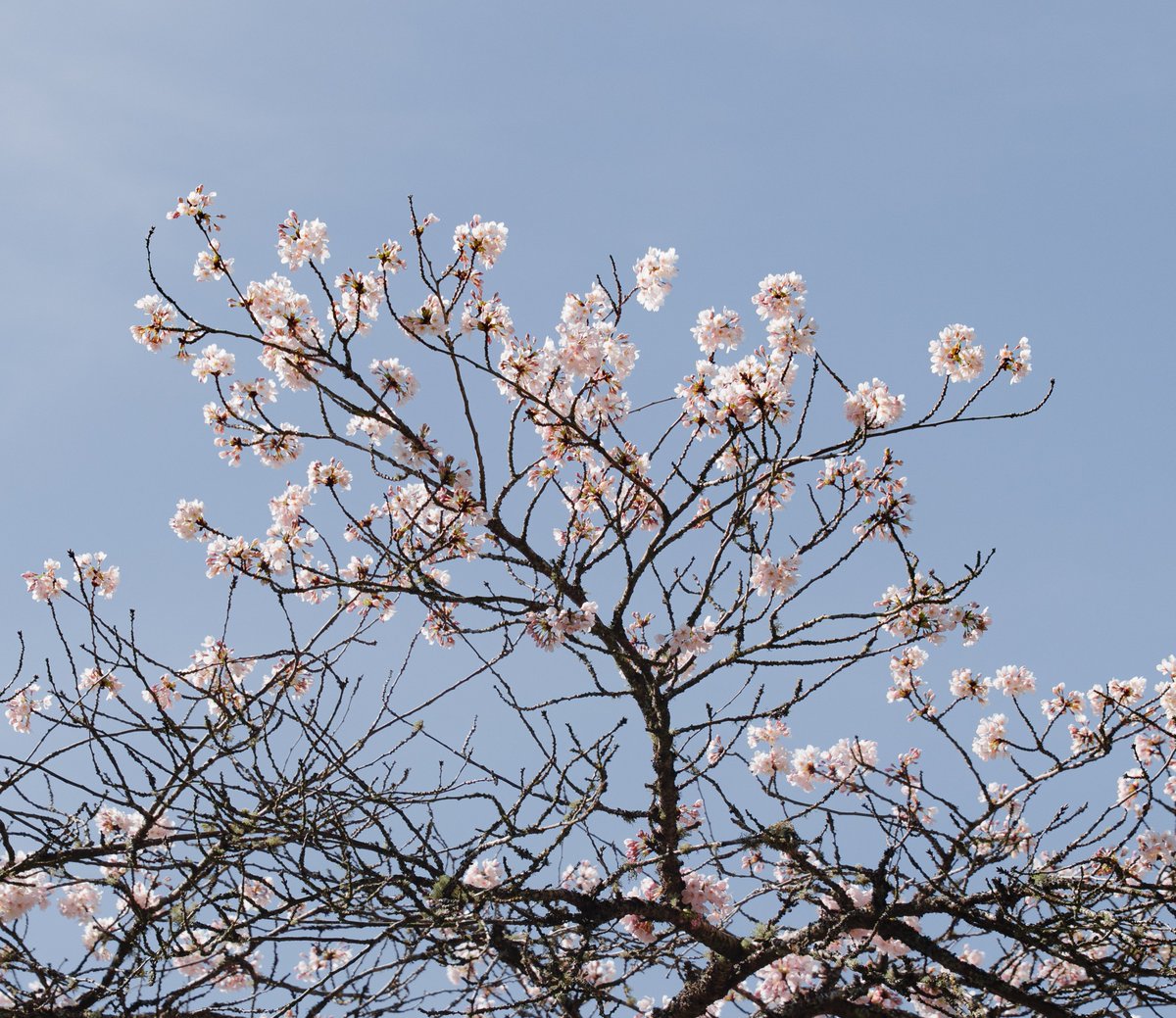 mikayla 🏳️⚧️ tweet media