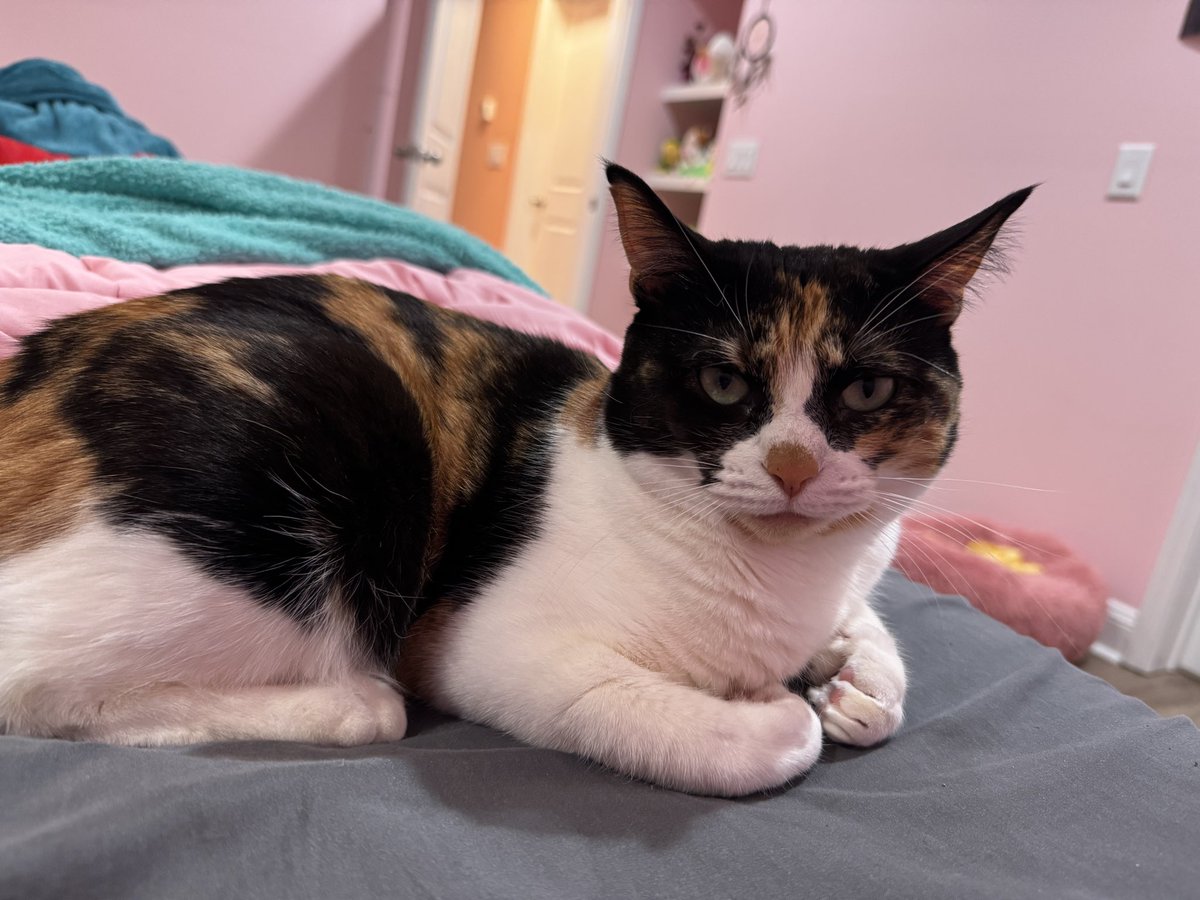 miss teeth (sophie) tweet media