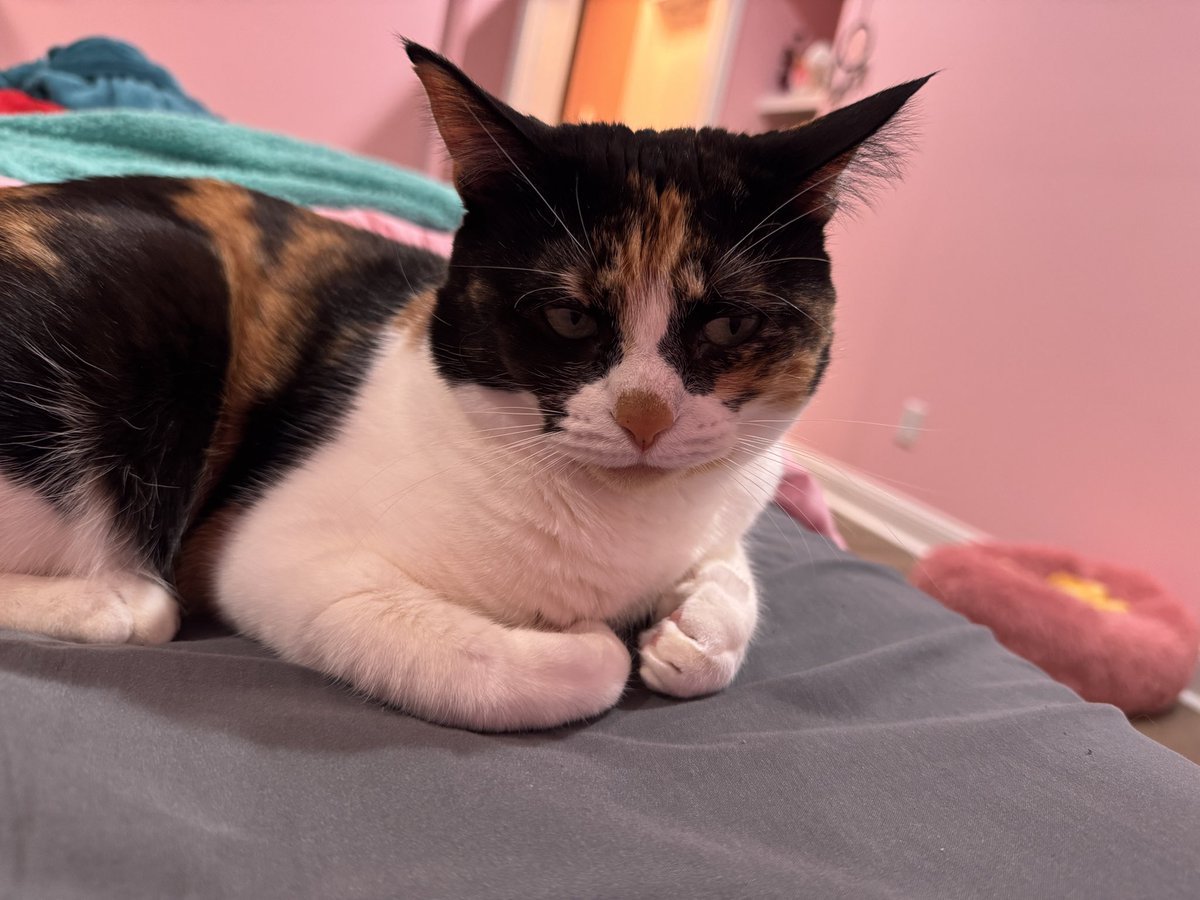 miss teeth (sophie) tweet media