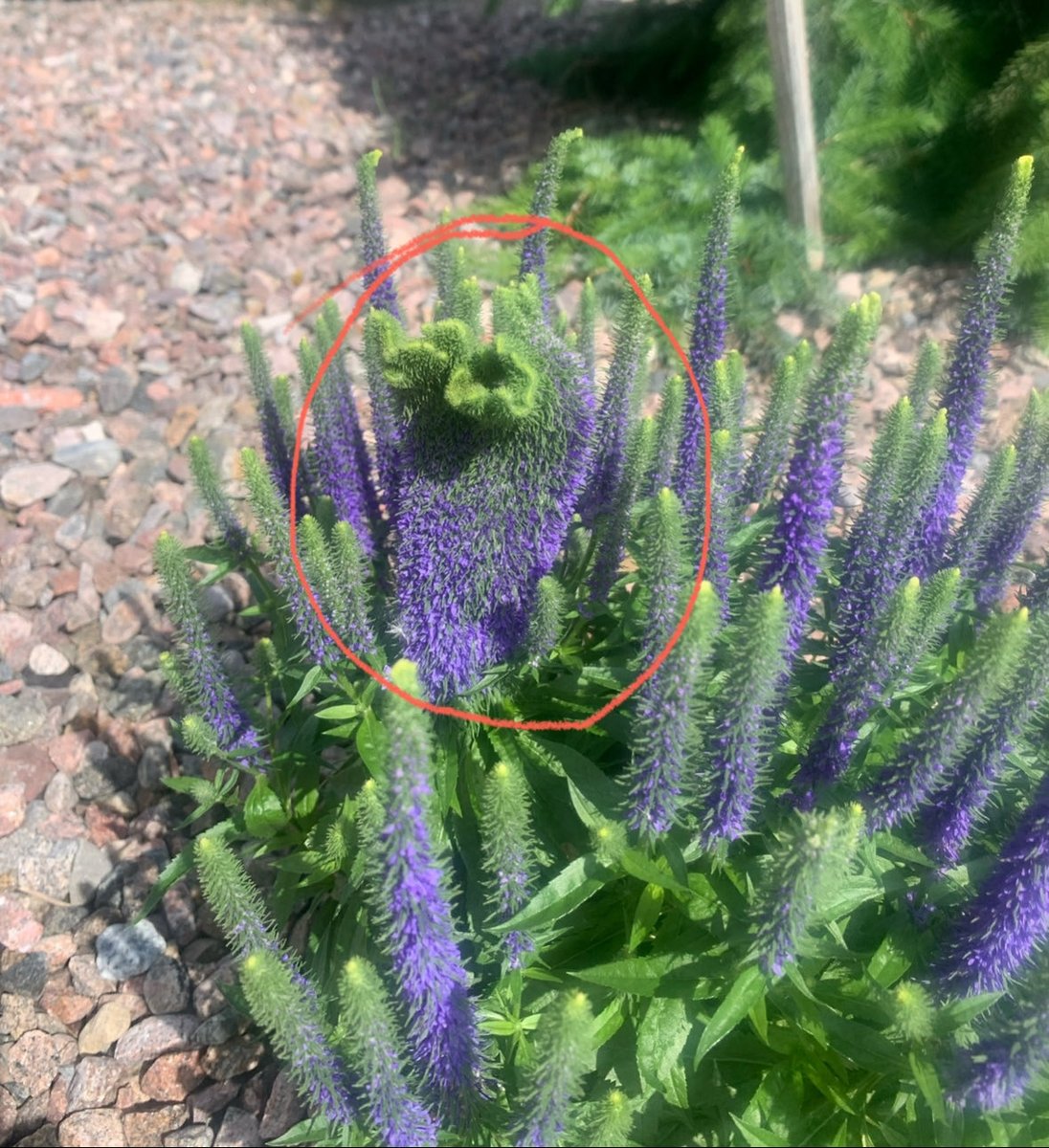 ABtrWrldIsPsbl tweet media