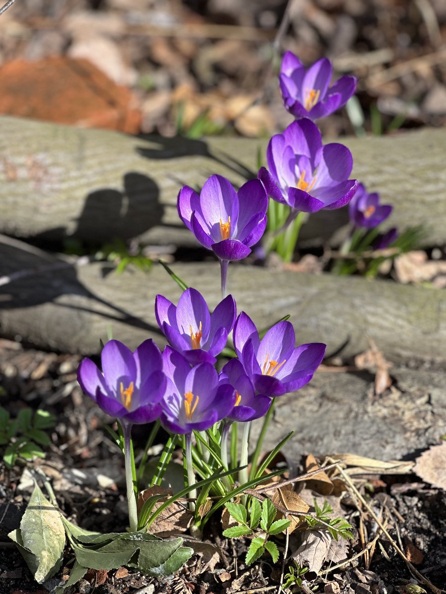 Elvis Cat tweet media