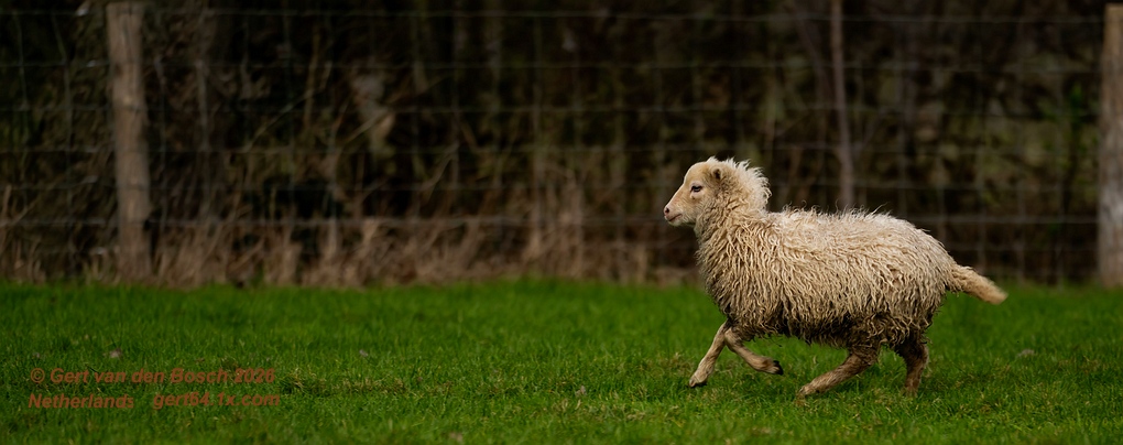 Gert van den Bosch also on @gertvanden.bsky.social tweet media