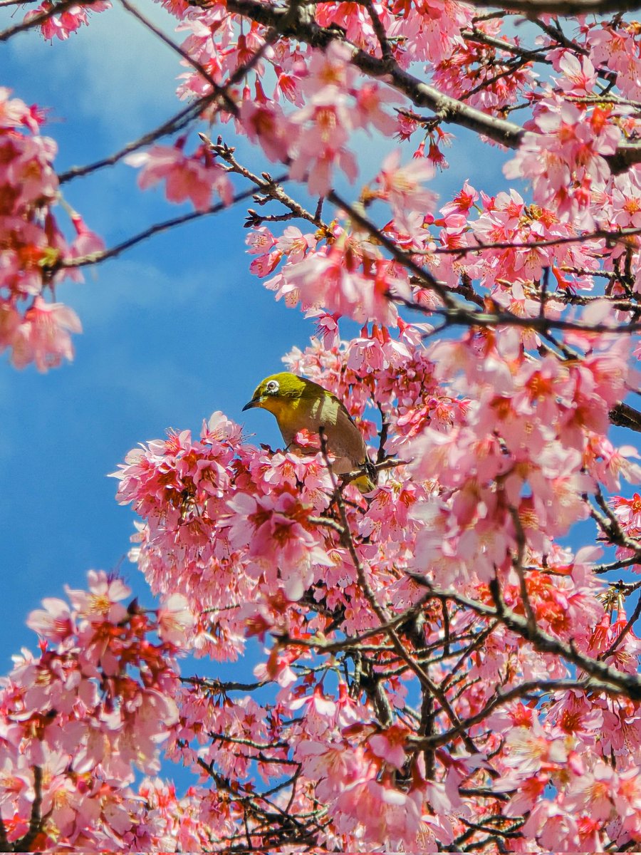 関東地方ではソメイヨシノの開花宣言が出されて、春がやってきました🌸

あっという間に散っていきそうなので、芽吹いてる時間を大切に過ごしたい✨

写真はソメイヨシノではなく、オカメザクラに止まるサクジロー🐦
カワユスMAXで癒されました🥹