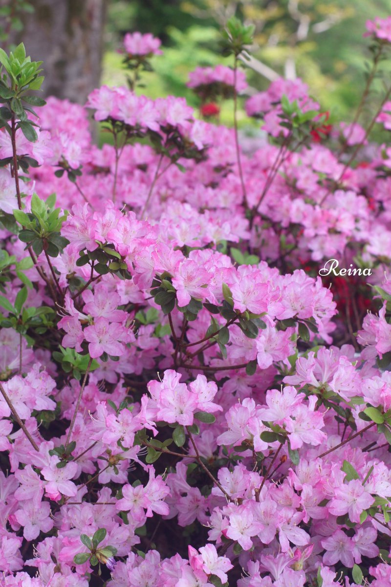 ฺฺ桜井 麗奈*𝚁𝚎𝚒𝚗𝚊*𝟸𝚗𝚍 🐱🐾🌸🌹 tweet media