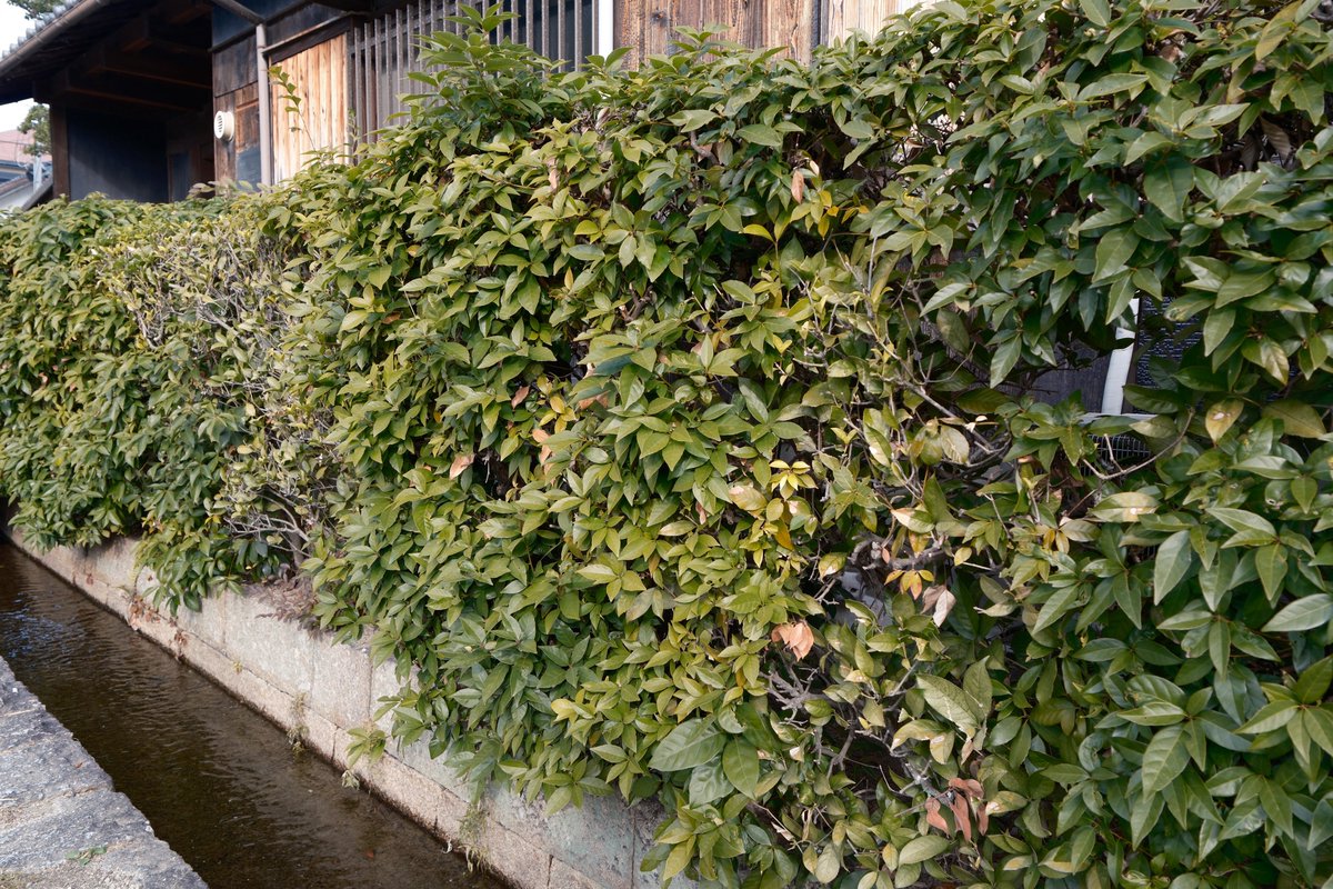 小林哲朗 写真家 tweet media