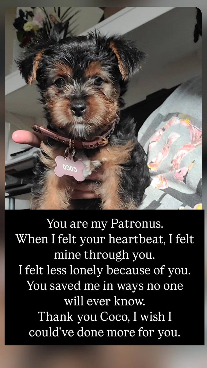 Raffy Regulus tweet media