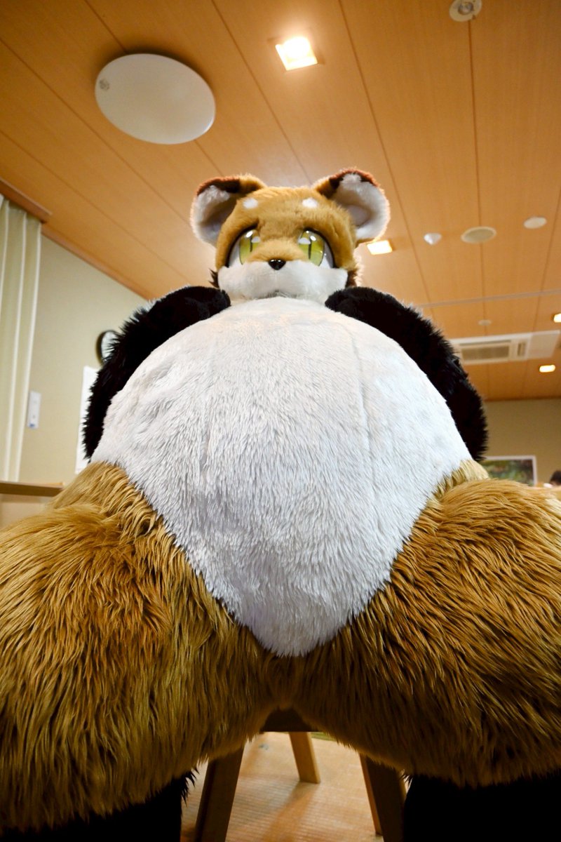 Gryphus@陽狐 tweet media