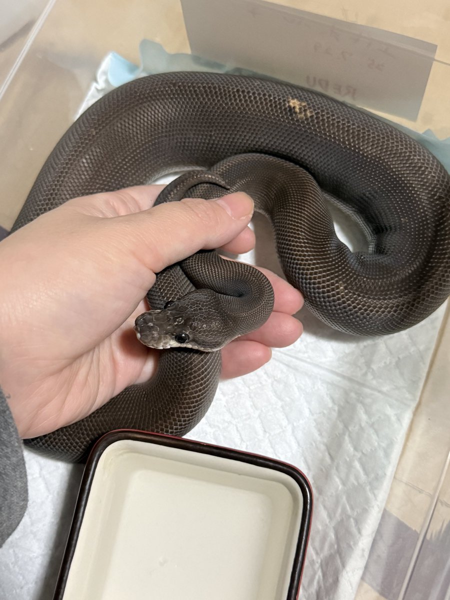 なまこ tweet media