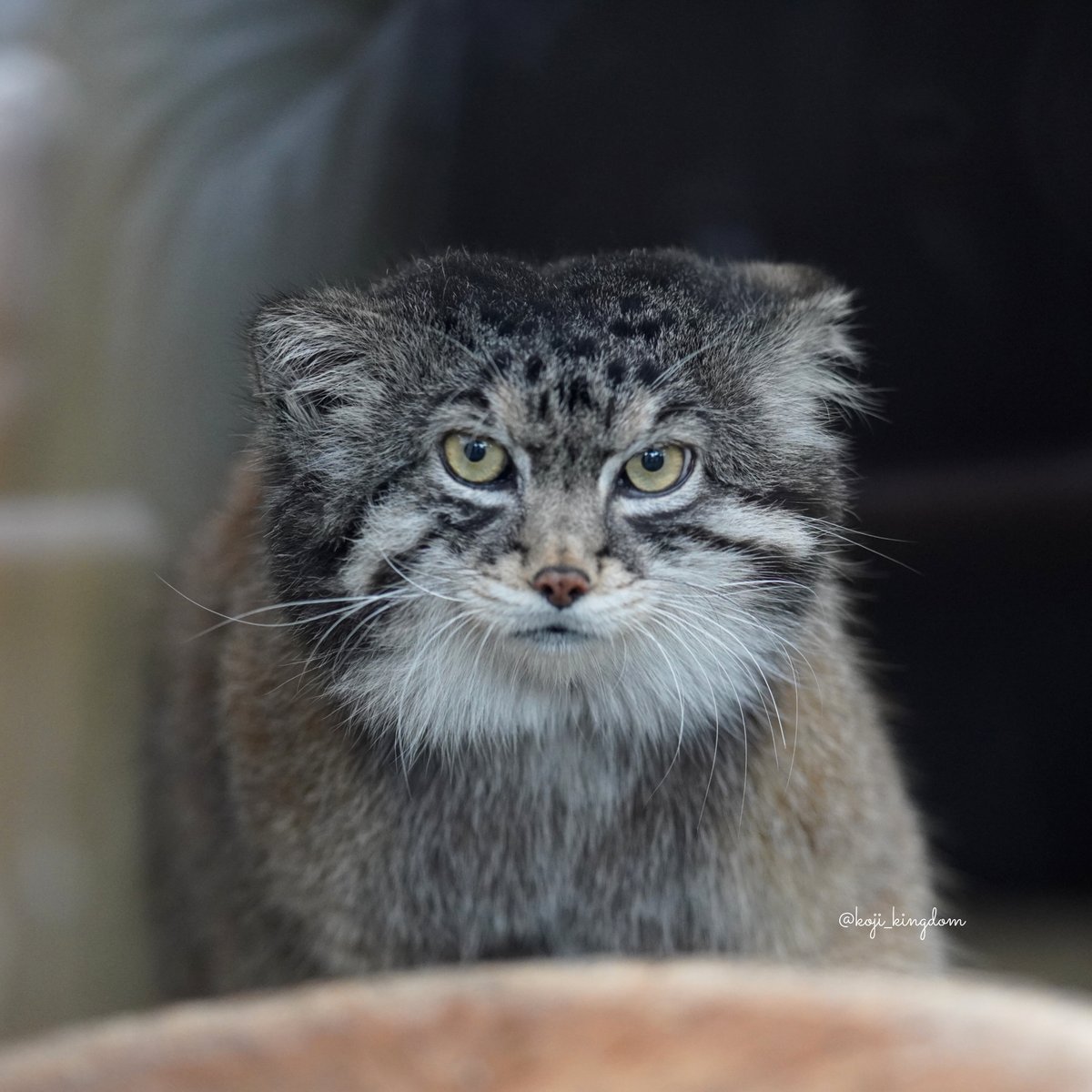 おはようございます
今週も4時起きから出発してます

photo 2026.03.22📷️
#イーリス #マヌルネコ #王子動物園