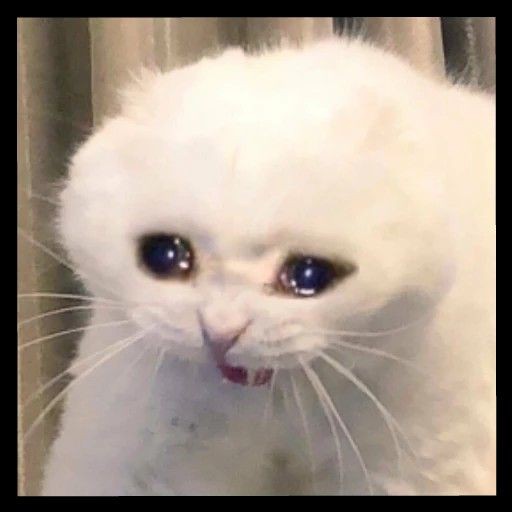 Haneulbean's tweet photo. Nangisss bgt, ayahpapa pliss rujuk demi gua ehh demi chanyoung maksudnya 😭 https://t.co/HnGJxIJHV4