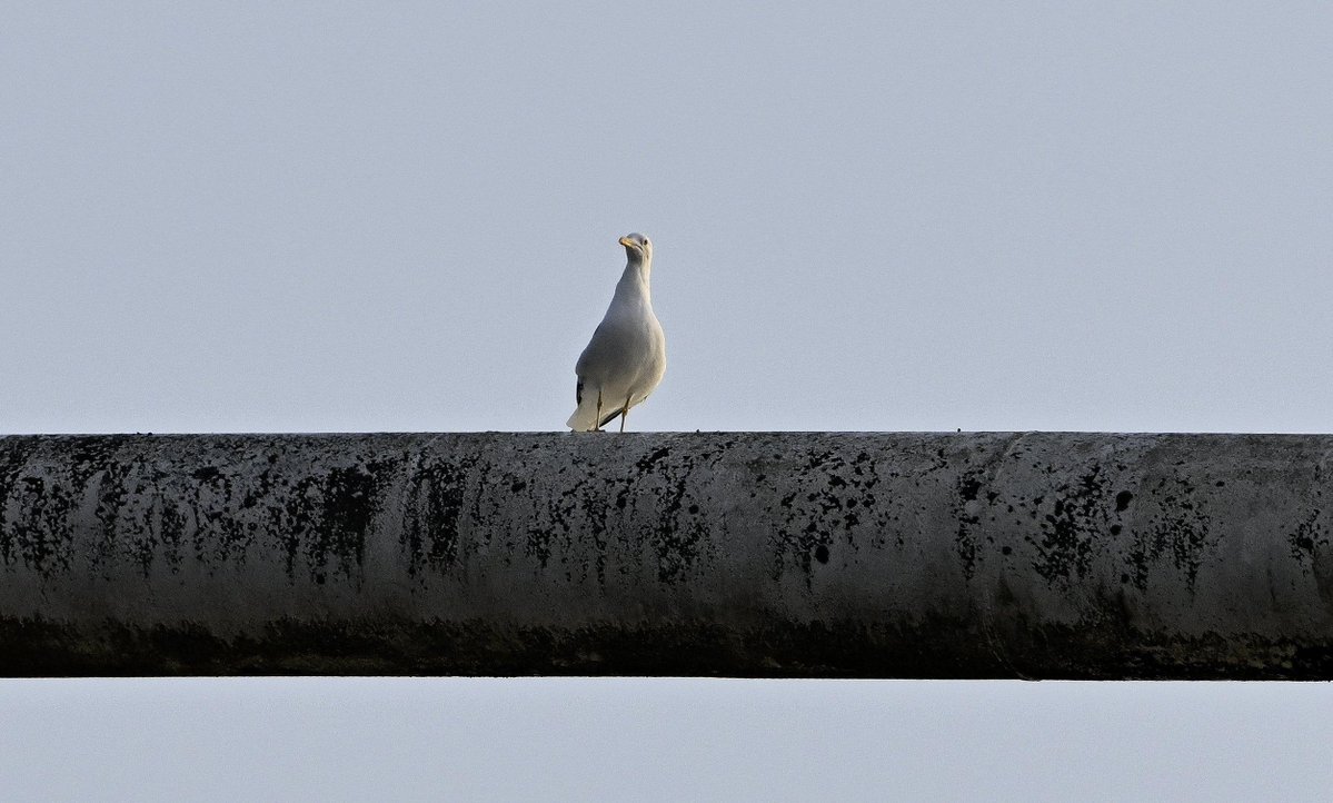 Paul Kendrick tweet media