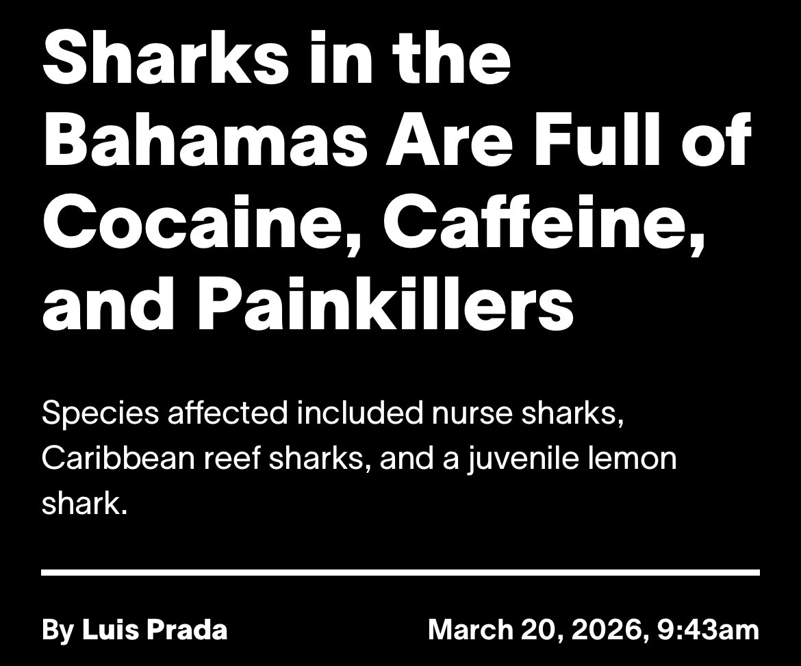 Melissa Chen tweet media