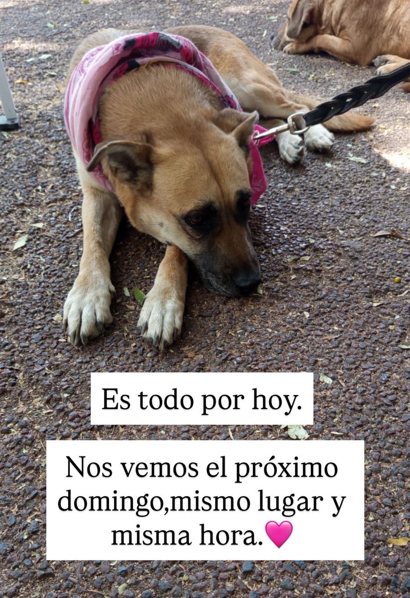 𝙷𝚎𝚕𝚊 𝙼𝚘𝚛𝚎 🐶 tweet media