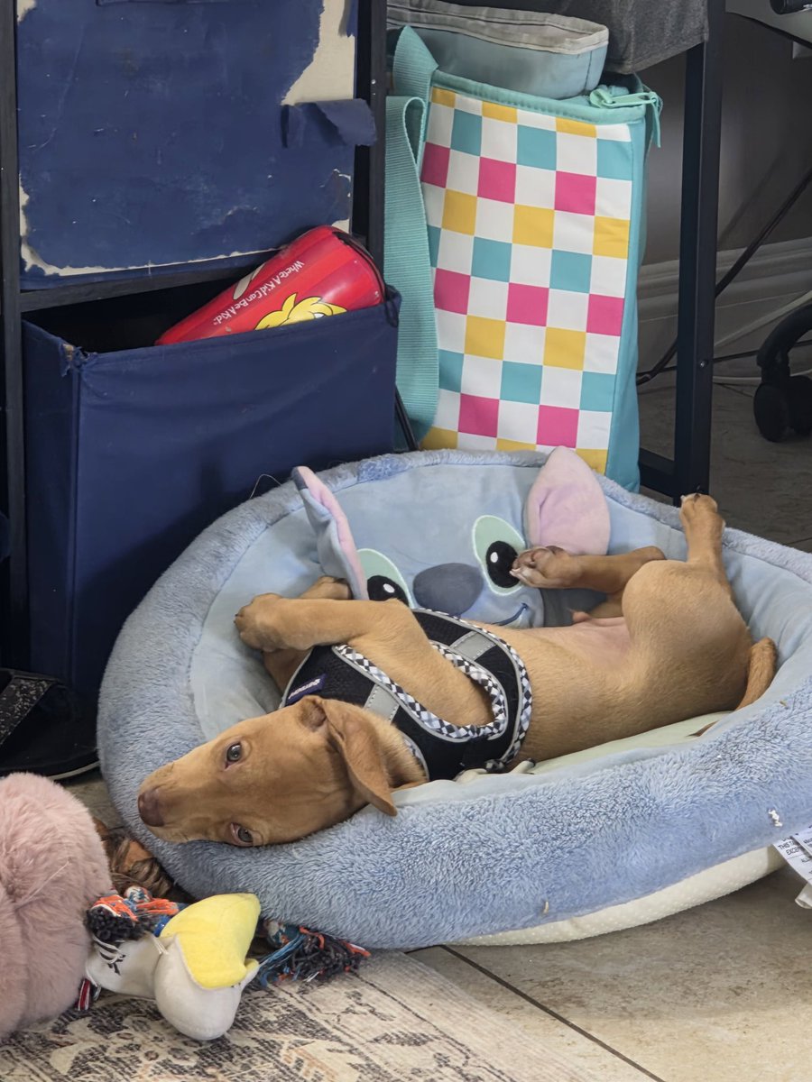 Joellen Ammann tweet media