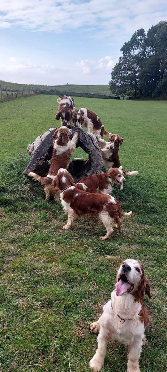 Stolen&Missing Pets tweet media