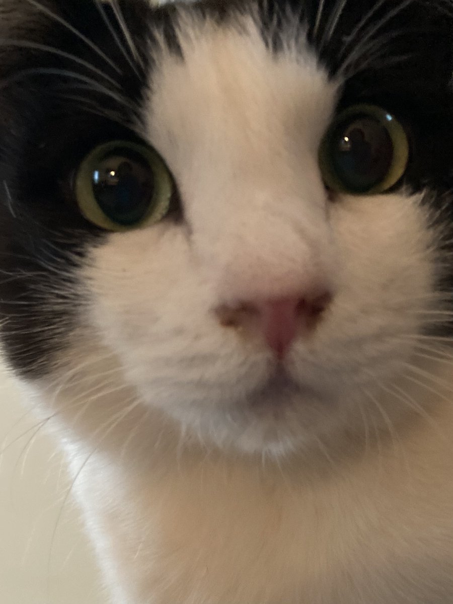 こげめ tweet media