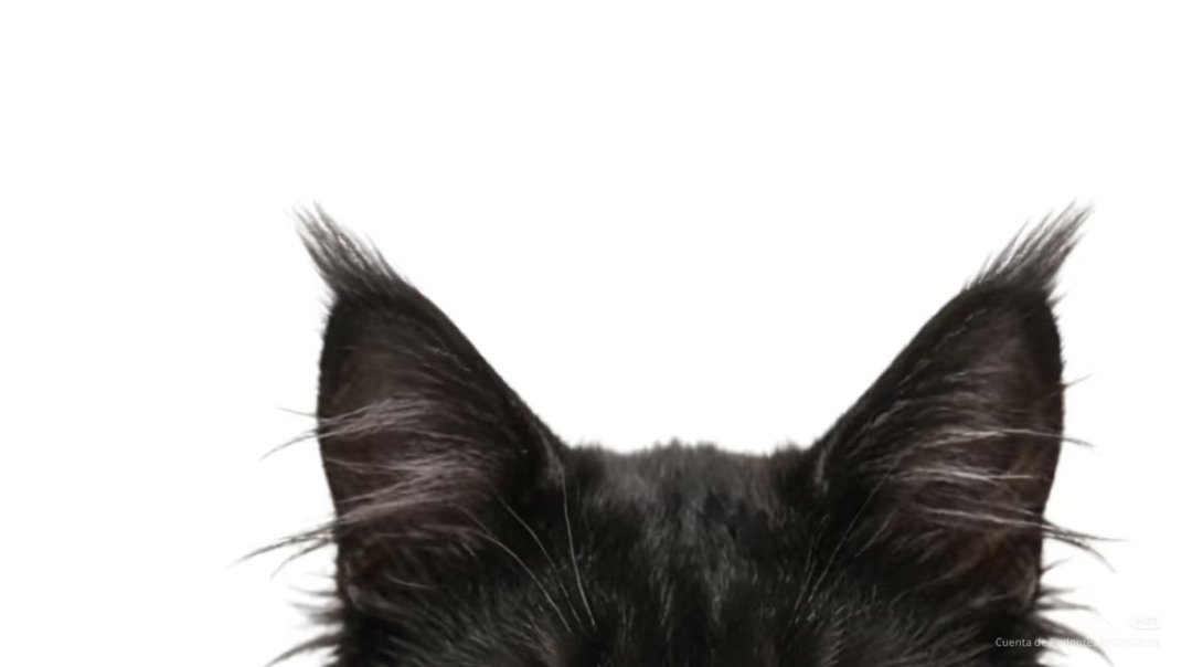 bam KUROO BOTTOM tweet media