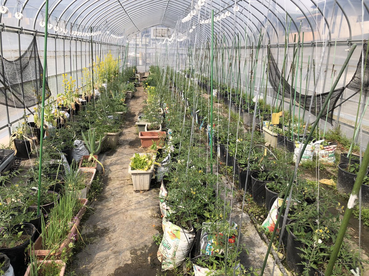 ゆうなお菜園🍅🍠 tweet media