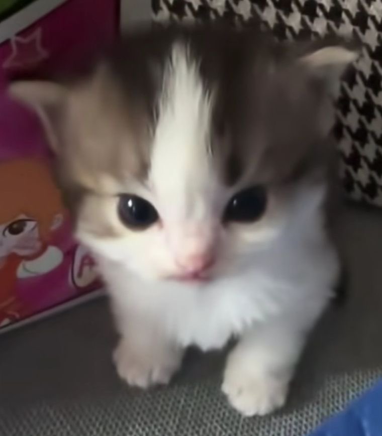 𝑫𝒐𝒉𝒐𝒐𝒏 rest tweet media