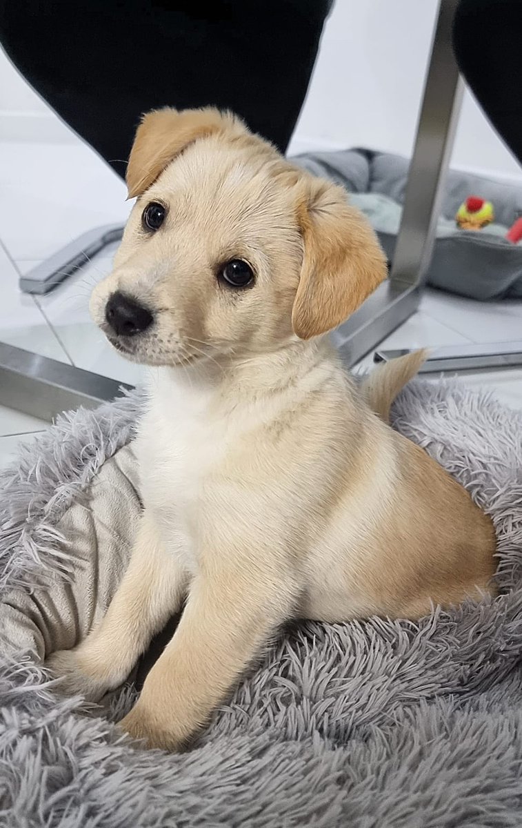 Robwalka Wolf tweet media