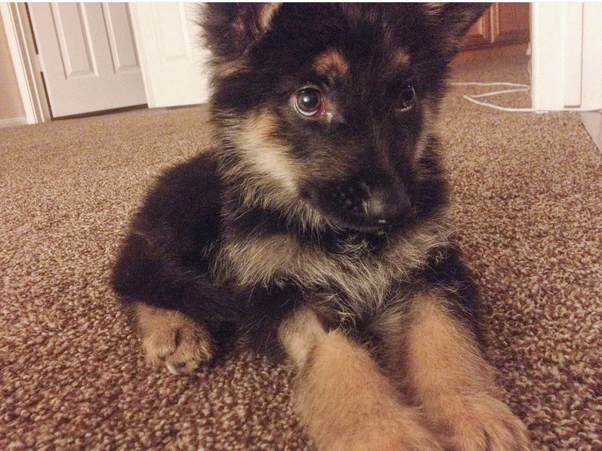 Nick Polom tweet media