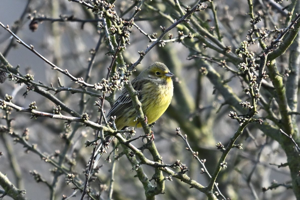 Lukas Smith tweet media