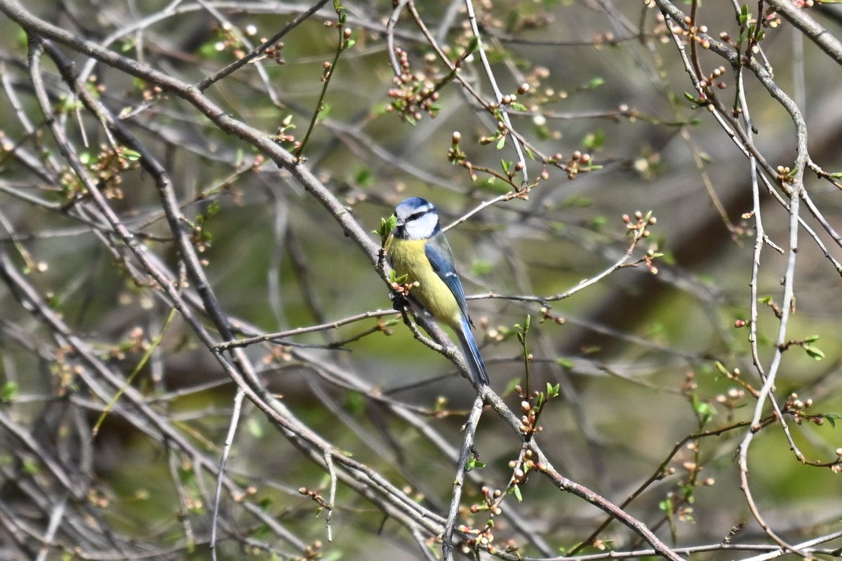 Lukas Smith tweet media