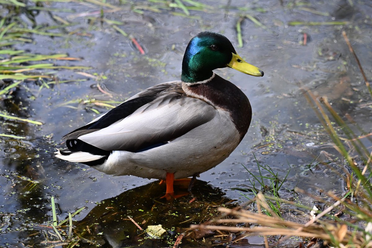 Lukas Smith tweet media