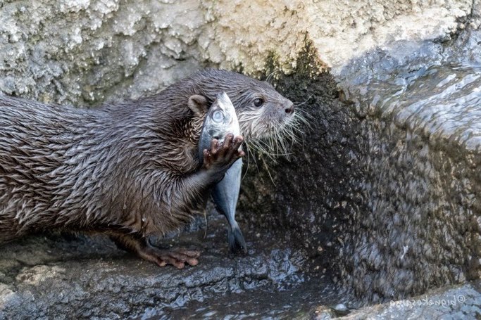 Gandalf, the gay 🇵🇸 tweet media