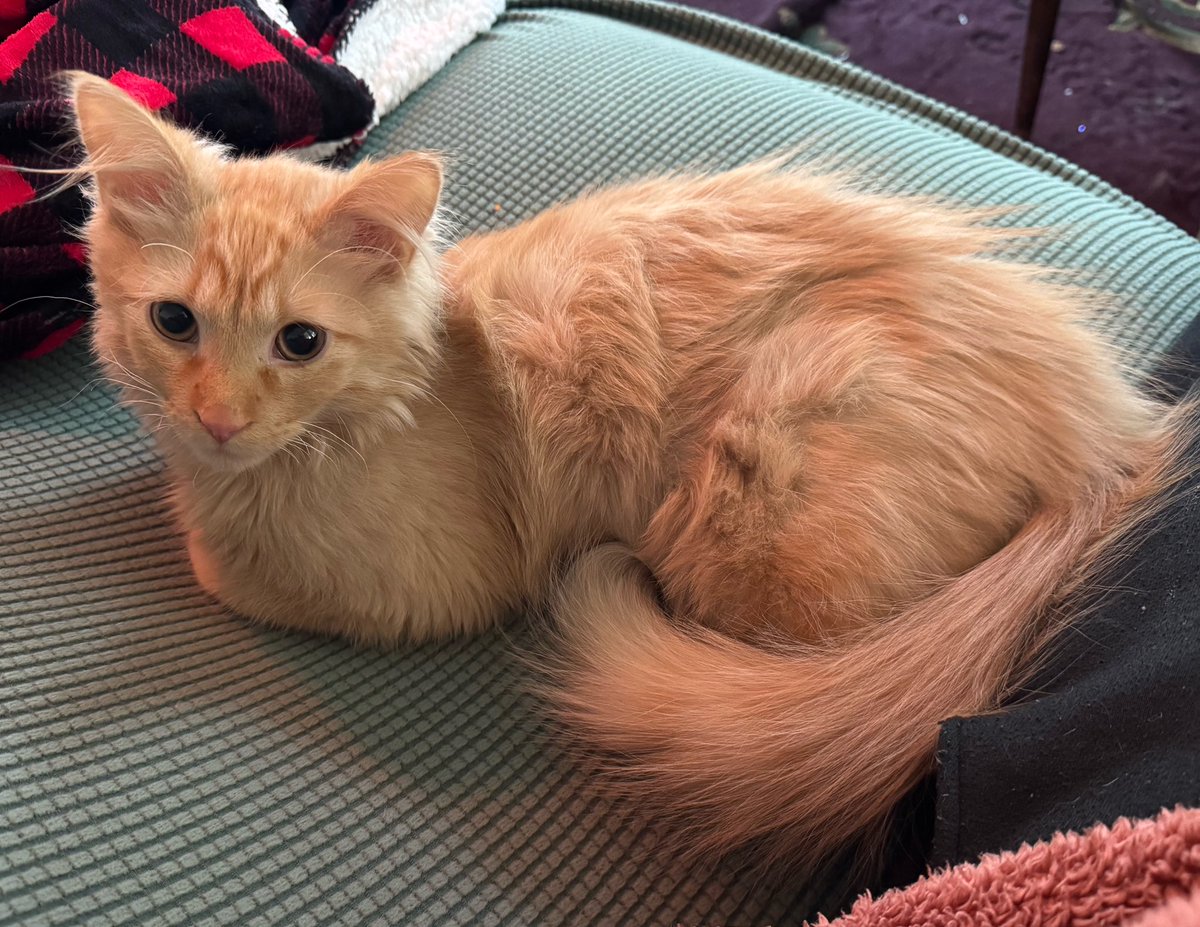 Longswordwife tweet media