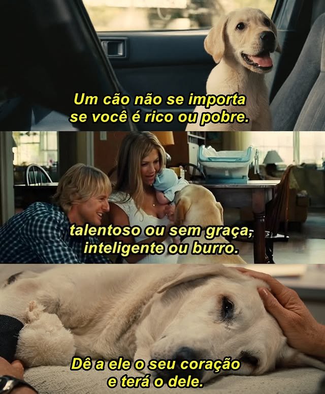 Todo Dia Cães tweet media