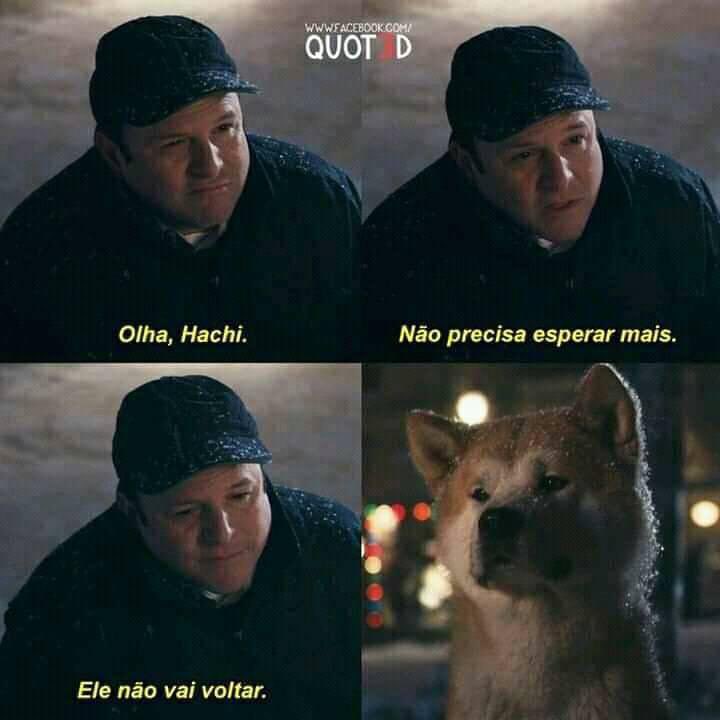 Todo Dia Cães tweet media