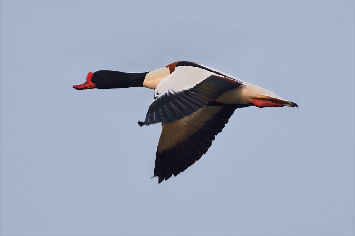 Phil Burnside tweet media