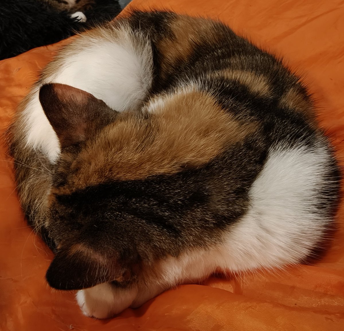 kot_malinek's tweet photo. Wszystkiego zaczyna brakować .... 

Fajnie się czyta o ratowaniu kotków, o efektownych adopcjach, wzruszających momentach gdy kolejne kocie istnienia zostają ocalone. 

Za tym wszystkim stoi jednak trudna rzeczywistość i duże koszty. Obecnie w malinkowej kociarni przebywa 10 kotków.  To 10 miseczek do napełnienia, 10 głodnych pyszczków, 10 często chorych i wymagających opieki, leków pacjentów weterynarzy. 

Dlatego serdecznie proszę o wsparcie w ich imieniu. Żeby naszym rezydentom niczego nie brakowało a akcje ratunkowe mogly nadal się odbywać 

https://t.co/gAUJCABmX5

PayPal: kotmalinek@gmail.com 

BlIK, konto, proszę o DM
