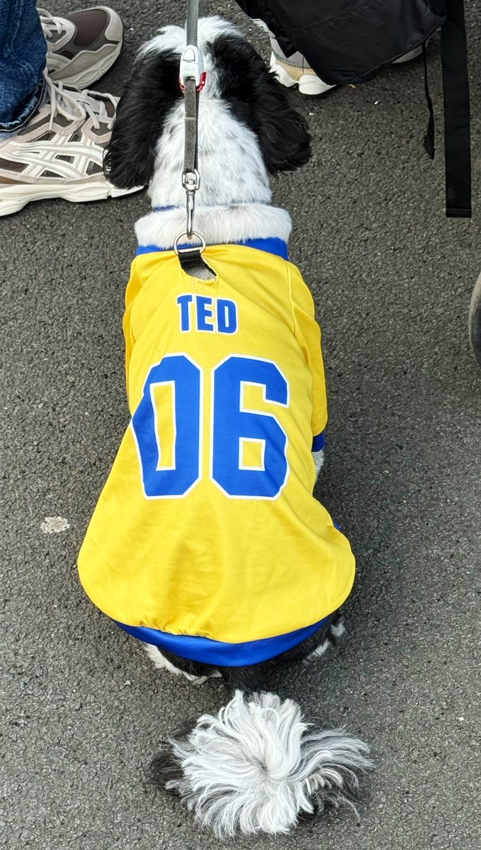 nonleaguedogs tweet media